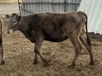 公牛, Cattle — 照片 4
