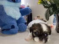 Məhsul: Pekines balaları - Yaş: 60 günlük - Cins: Pekines - Rənglər — fotografija 5
