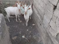 بز نر, بز — عکس 5