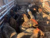 Sheep, Sheep — photo 2