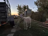 Capră, Saanen goat — foto 1