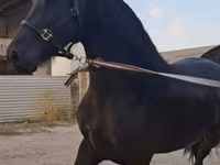 Stute, Friesian — Foto 4