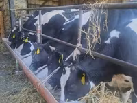 Krava, Russian Black pied cattle — foto 3