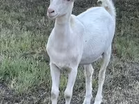 Koza, Saanen goat — fotografija 2