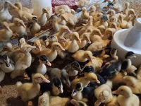 Ducks — foto 1