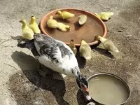 Ducks — foto 3