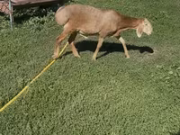 Beran, Arashan sheep — foto 4