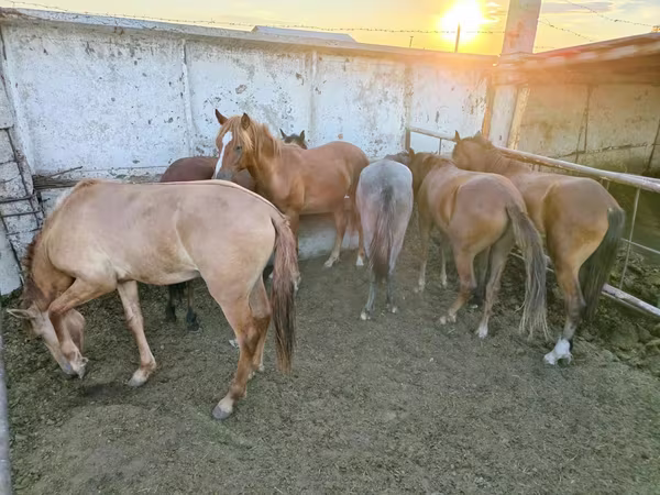 კვიცი, Horse breed