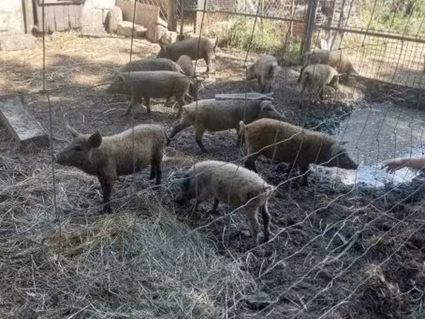 Pigs (batch, sex not specified),  — Hungary