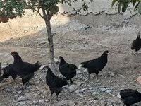 Chickens — Foto 4