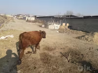 Tyre, Kvæg — foto 6
