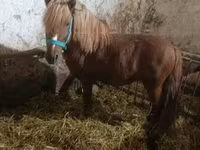 Kůň, Koně — foto 2