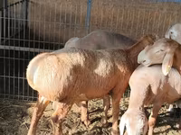 Ovan, Arashan sheep — fotografija 4