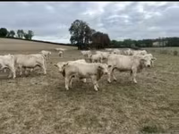 Býk, Charolais cattle — foto 3