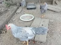 Chickens — foto 2