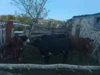 Lo’, Cattle — sawirka 7