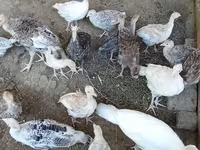 Turkeys — عکس 1