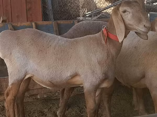 میش, Arashan sheep