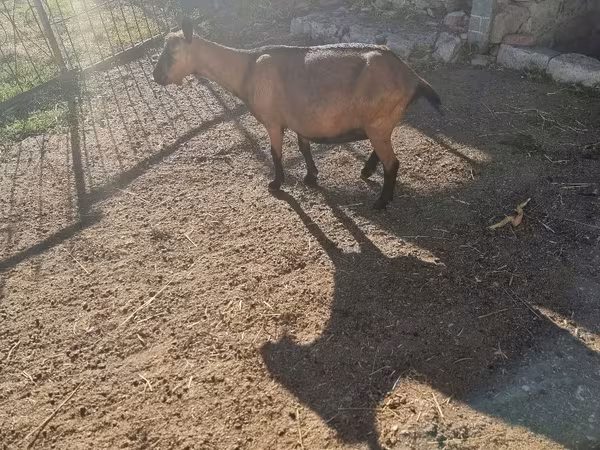ፍየል, Goats