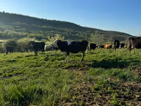 Toro, Raza Holstein — foto 1