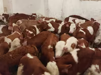 Lembu jantan, Simmental cattle — foto 4