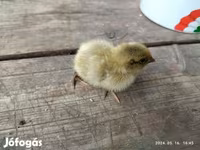 Quails — รูปภาพ 5