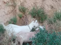 Keçi, Saanen goat — foto 1