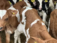 أبقار (دفعة، الجنس غير محدد), Russian Black pied cattle — الصورة 7