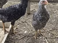 Australorp — foto 8