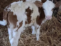 Buğa, Simmental cattle — foto 5