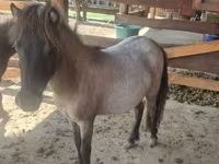 Klisna, Shetland Pony — foto 6