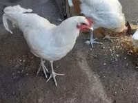 Australorp — foto 4