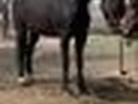 Klisna, Orlov Trotter — foto 5