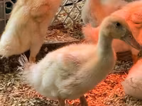 Pekin german — foto 2