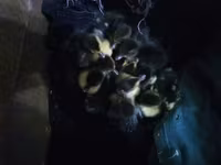 Ducks — عکس 3