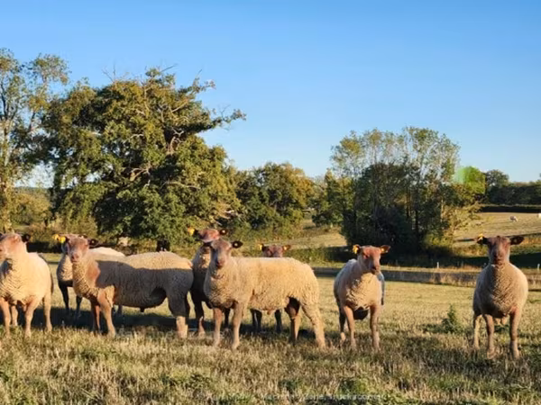 Ram, Charollais sheep