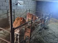 วัวตัวเมีย, Swiss cattle — รูปภาพ 1