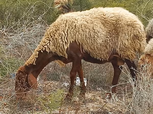 میش, گوسفند