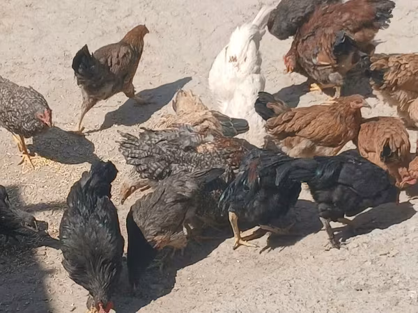 Chickens — Kyrgyzstan