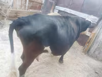 Mucca, Simmental cattle — foto 4