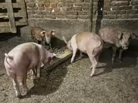 돼지(암수 미지정, 묶음), 돼지 — 사진 3