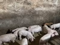 Азарга гахай, Дюрок — 3 зураг