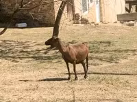 Ovce, Cameroon sheep — foto 6