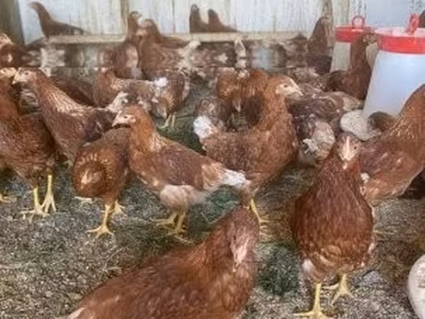 Chickens — Hungary