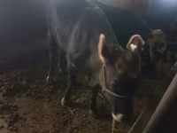 Vacă, Bovine — foto 1