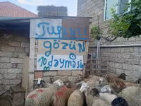 قوچ, گوسفند — عکس 4