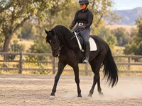 雄馬, Friesian — 写真 8