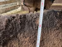 Qoç, Rhon sheep — foto 6