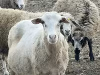 Вівця, Katum sheep — фото 1