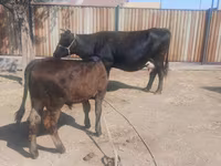 Koe, Latvian Blue cattle — foto 1